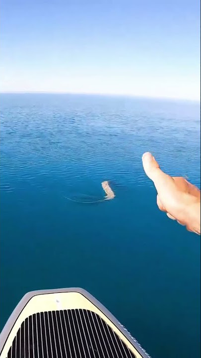 Mancing di serang ular laut || mancing ambyar || mancing ambyar terbaru 20201 || fishing #shorts