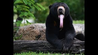 С 1 АПРЕЛЯ!//МАЛАЙСКИЙ СОЛНЕЧНЫЙ МЕДВЕДЬ С 1 АПРЕЛЯ!//МАЛАЙСКИЙ СОЛНЕЧНЫЙ МЕДВЕДЬ