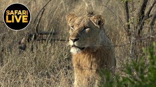 safariLIVE - Sunrise Safari - September 12, 2019