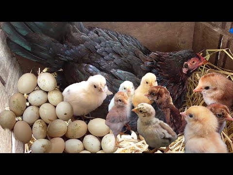 murgi-hen-harvesting-eggs-to-chicks-"roosters-and-hens"-birth-at-traditional-hatching-small-birds