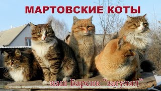 Весенняя мелодия о любви.(Мартовские коты и кошки). Весенняя мелодия о любви.(Мартовские коты и кошки).