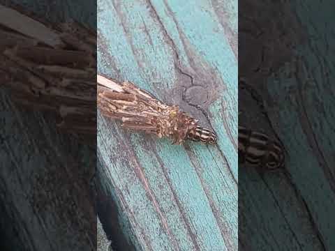 Кто это???Сидели на даче и вылезло вот такое чудо!     #бабочка #гусеница #кокон #природа #небо