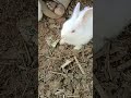 #trending #viralshorts #cutenessoverload #petlover #shortsfeed #animals #masoom #rabbitlife