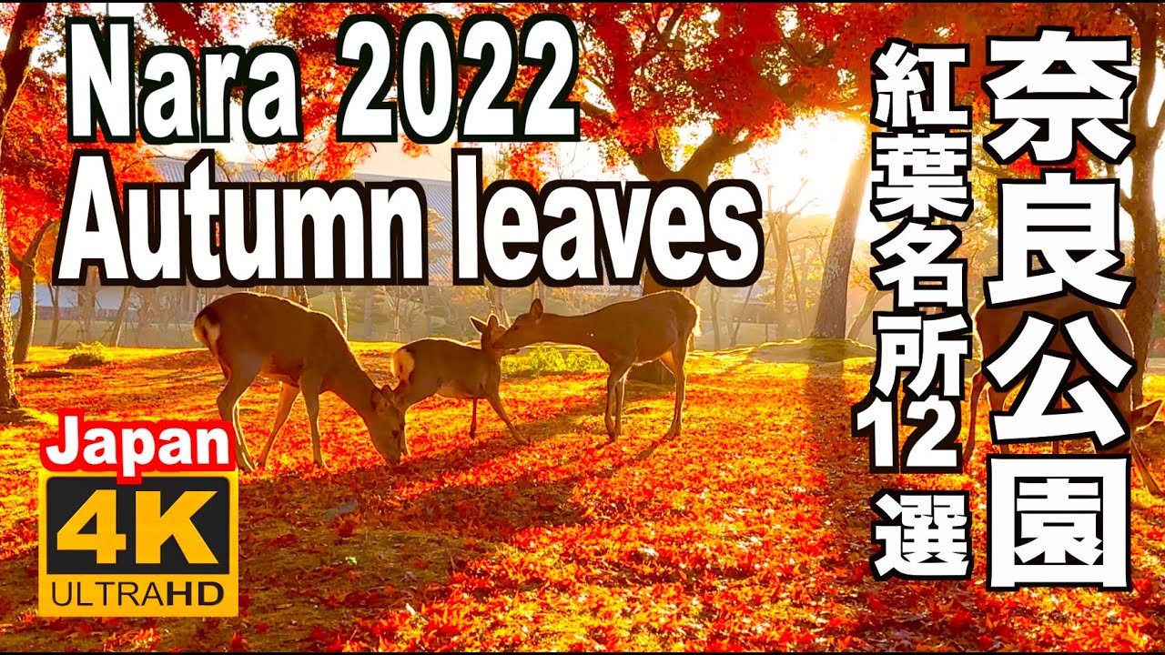 4K 奈良公園の紅葉 Autumn leaves in Nara Park 奈良観光 奈良旅行 東大寺 春日大社  JAPAN Travel  trip