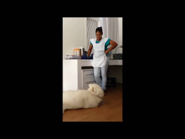 Guilty Dog Asks Mom For His Forgiveness
