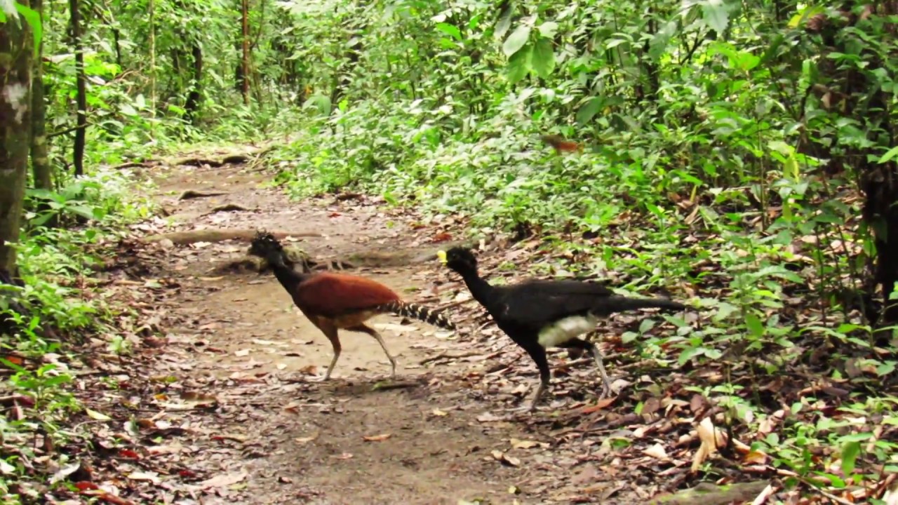 Great Currasow pair (Crax rubra)