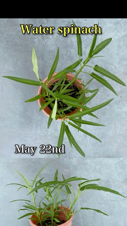 U sabzavotni eshagiga yopishtiradi