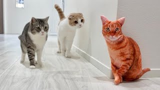 物陰から知らない猫がこっちを見てたときの猫たちのリアクションが100点すぎたw