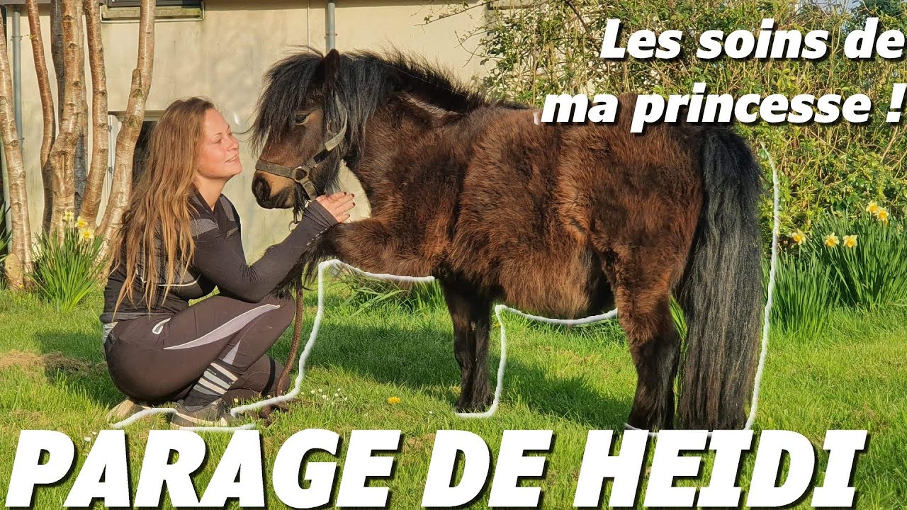 BARN VLOG - LES SOINS DE MA SHETLAND !