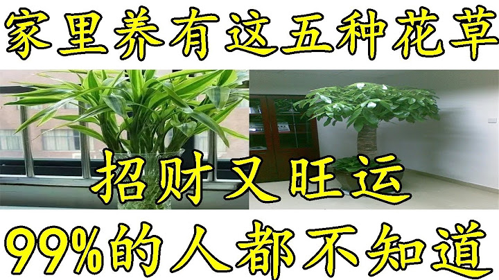 家里养有这五种花草，招财又旺运，99%的人都不知道！ - 天天要闻