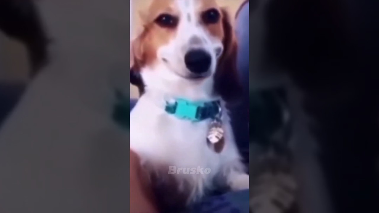 Почему собаки едят экскременты