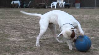 Gr. Ch. Widow Maker Of Sandhill, Moose W His Ball