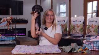 Why the Mini Dachshund Is a Classic | Mini Dachshund Puppies for Sale in New Jersey