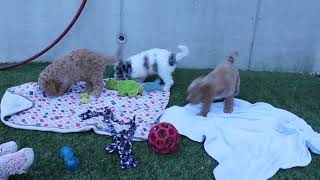 Delilah's Goldendoodle Puppies