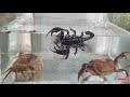 カニとサソリとヘビの水中戦闘
