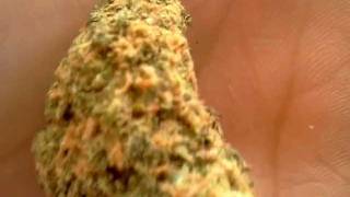 smoking unknown kush ...weed smokers only!