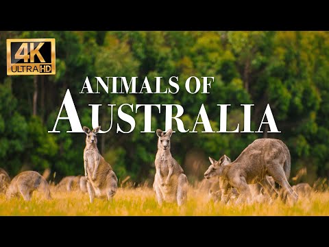 Животные Австралии 4K - Замечательный Фильм О Дикой Природе С Успокаивающей Музыкой