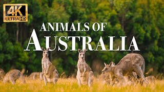 Australia animals 4k  Wonderful wildlife movie with soothing music