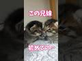 赤ちゃんが愛しすぎてすぐに会いに来ちゃうパパ猫✨