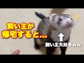 飼い主が帰宅した時のベタ慣れフェレットの反応がこちらです。