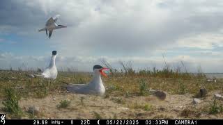 Caspian Tern - Incubating, Poland, Szczecin Lagoon 2025