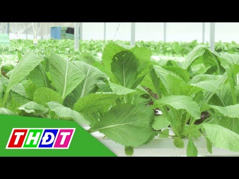 Video Hiệu quả mô hình trồng rau thủy canh kết hợp nuôi cá... - youtube
