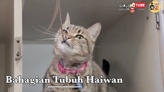 Sains Tahun 1: Bahagian Tubuh Haiwan 2