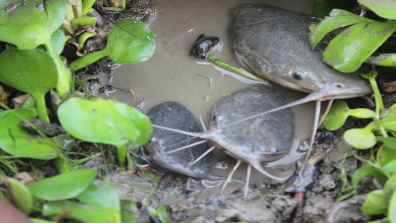 Hand Fish Catching ! Amazing Girl Catching Big Catfish by Hand Form