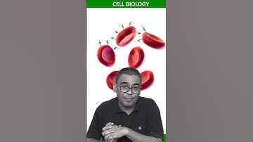 RBCs REPEL EACH OTHER