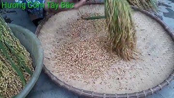 Cách Làm Cốm Của Đồng Bào Dân Tộc Tày Tây Bắc / Hương Cốm Tây Bắc