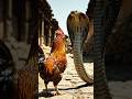 King Cobra vs. Brave Rooster: An Unbelievable Standoff! 🐓🐍🔥 #animals #cobra #wildlife #reels #shorts