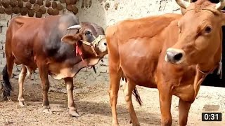 natural animal meeting|cow bull and buffalo|#hybridmating|#crossmeeting donkey breeding