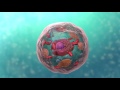 A Level Biology, Topic 1: Cell Structure Mp3 Song