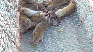 Graphic: Vietnam wild food  Rice Field MOUSE RAT  Cooking MOUSE in Vietnam