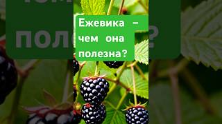 Ежевика – чем она полезна?