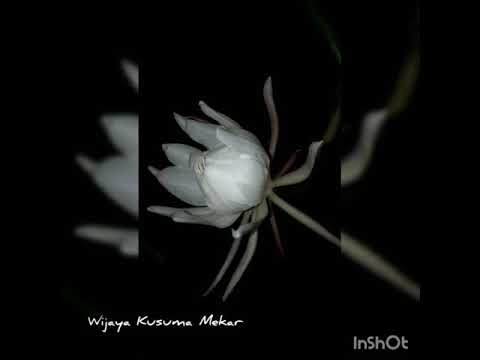  Bunga  Wijaya  Kusuma  mekar lagi YouTube