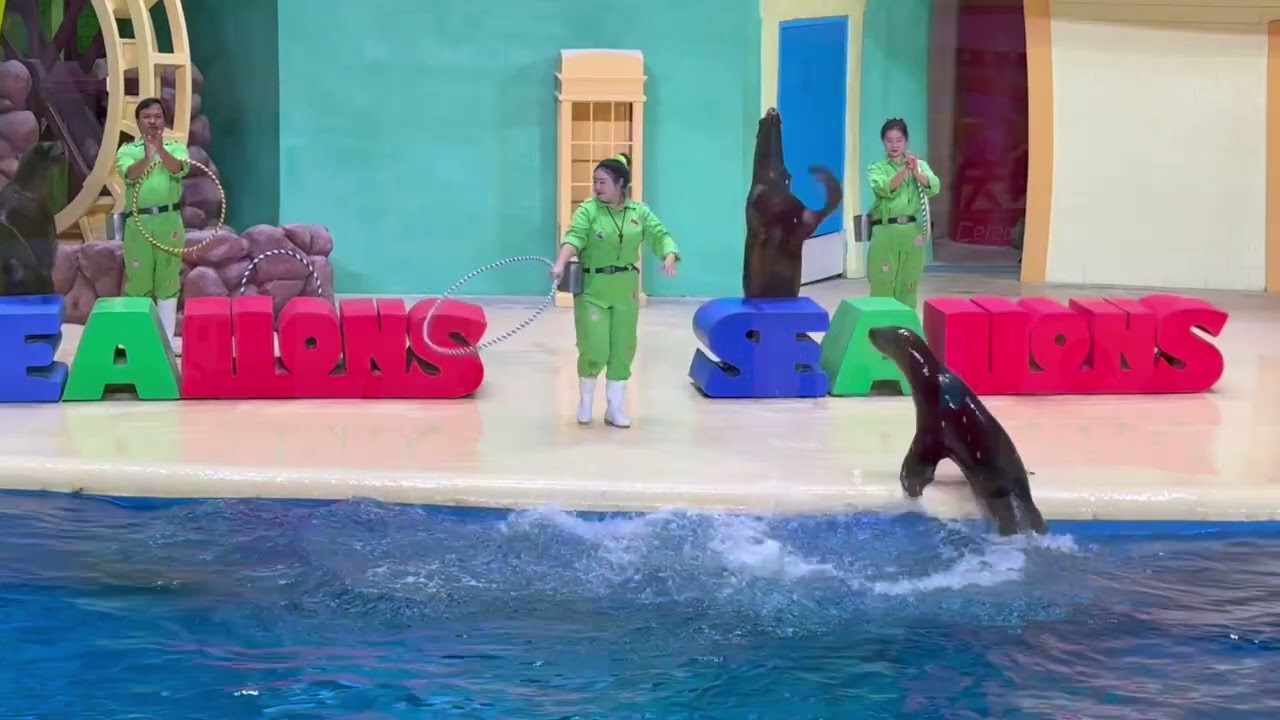 橫琴長隆海洋王國-海牛海象表演 ￼20260110