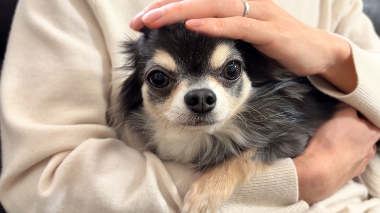 パパにぴったり。くっつき虫なツンデレチワワ