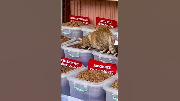 Cute Cat Stealing Food From Pet Shop - Funny Cat Videos 🐾