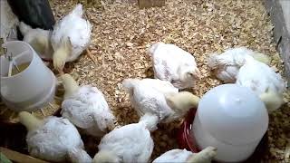 في 1 متر مربع يكفي 10 فرخات تربية الدجاج في المنزل Raising chickens at home