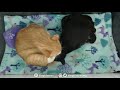 Chloe giving birth with Ramona's help!  Kittens 1 & 2