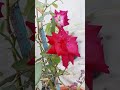 #newsong#roseflower#mygarden#mygardening#like#trending#gujaratistatus