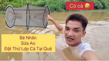 Hái Nhãn , Sửa Ao và Lần Đầu Đặt Thử Lợp Ngoài Sông Tại Quê xem có Cá Không  | Mạc Văn Khoa 