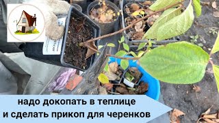 видео: Сохранить укоренные черенки зимой в прикопе. Я перекапываю теплицу. Архив начала ноября 2023. картинка: Сохранить укоренные черенки зимой в прикопе. Я перекапываю теплицу. Архив начала ноября 2023.
