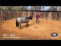 Horse Training a Stud Colt with Rhett Baker - NRS Pro Series