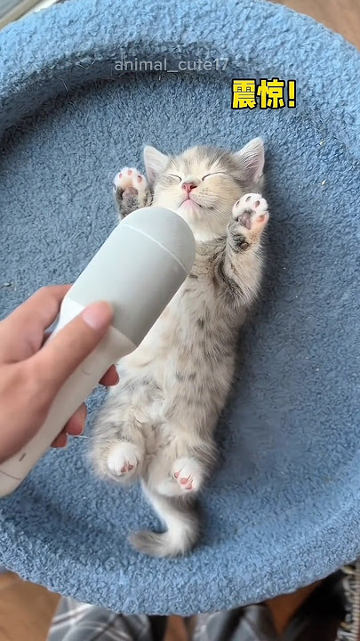 Cika tidur sampai ngorok kenceng banget #shorts #kucing