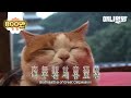 속세 츄르를 뒤로하고 냥보살이 된 해탈스님이십니다 ㅣ Meet This Buddhist Cat Who Will Find Buddha Inside You