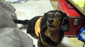 しゃべる犬モカ 本当にしゃべります Youtube