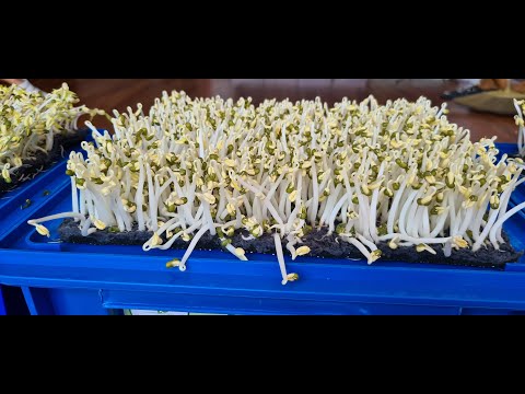 Video Cách làm giá đỗ không cần tưới nước/ 100% thành công. - youtube