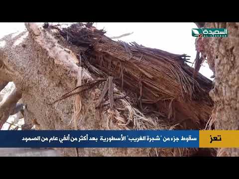 بعد أكثر من ألفي عام من الصمود... سقوط جزء من “شجرة الغريب” الأسطورية في تعز